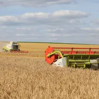 Moisson d'orge d'hiver