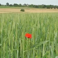 Champ de céréales bio avec un coquelicot