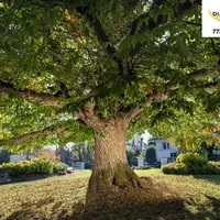 arbre lauréat
