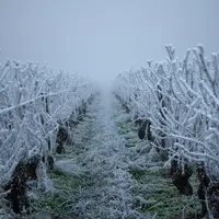 Vignes gelées