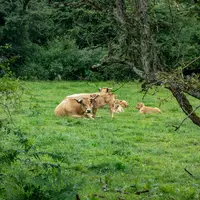 Vache allaitante dans un pré en Auvergne