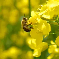 Une abeille sur du colza