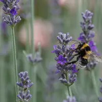 crédits biodiversité