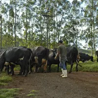 Elevage laitier au Brésil