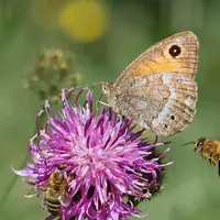 plan restauration de la nature abeilles papillons Commission européenne