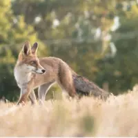 Renard roux (Vulpes vulpes)