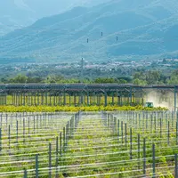 Agrivoltaïsme sur vigne.