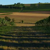 Paysage agricole avec chemin, vignes et champs