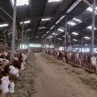 Vaches montbéliardes dans un bâtiment