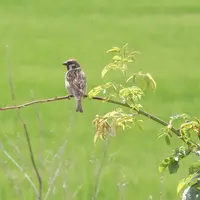 Un moiseau friquet sur une branche devant un champ