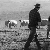 Agriculteurs et vaches