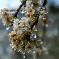 Gel des arbres fruitiers