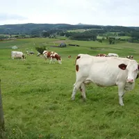 Vaches en France
