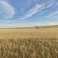 Champs de céréales desséché en Espagne