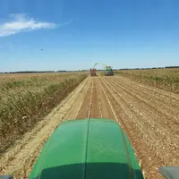ensilage maïs