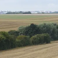 Haies séparant des parcelles