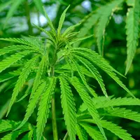 feuille de cannabis
