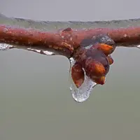 Gel