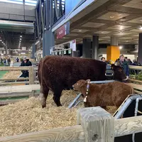 La vache salers Ovalie au salon de l'Agriculture.