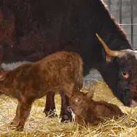 Ovalie, vache égérie du salon de l'agriculture 2023, et ses deux veaux