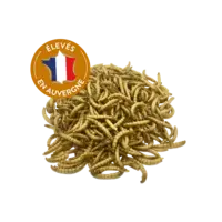 investissement