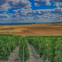 Paysage de vigne et champ de céréales en été