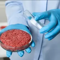 Viande cellulaire dans les mains d'une personne avec des gants bleus.