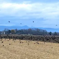 Nuées de corbeaux au-dessus des champs