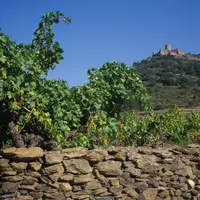 vigne occitanie