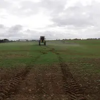 Traitement phytosanitaire sur des repousses de céréales.