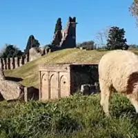 moutons