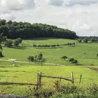 Pousse de l'herbe