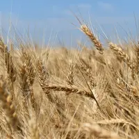 céréales ukrainiennes