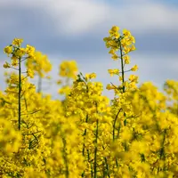 Fleurs de colza