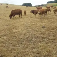 Vaches sur une prairie touchée par la sécheresse