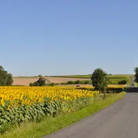 Champs de tournesol en France