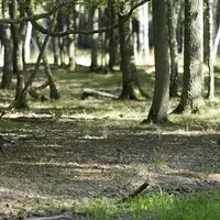 sangliers