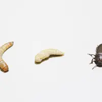 insectes