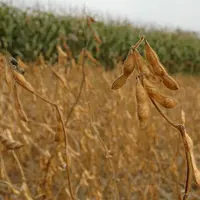 soystainable