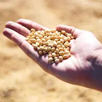 graines de soja