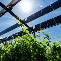 panneaux photovoltaïques sur des cultures