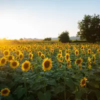 dérogation jachère tournesol guerre en Ukraine