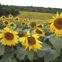agroalimentaire