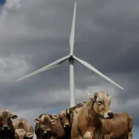 vaches et éolienne