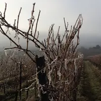 Vignes gelées