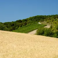 Parcelle de céréales et parcelle de vigne