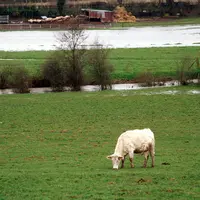 agriculture