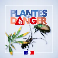 campagne