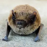 Chauve-souris pipistrelle
