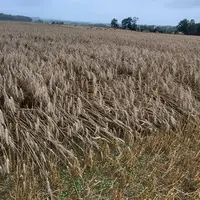 Parcelle de blé en Bretagne versé par la pluie